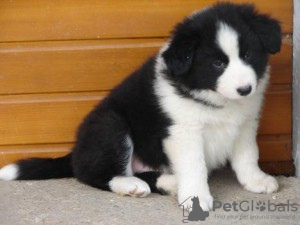 Foto №1. border collie - zum Verkauf in der Stadt Tegernsee | 350€ | Ankündigung № 119005