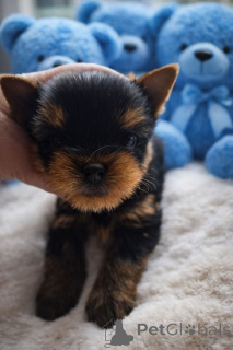 Foto №2 zu Ankündigung № 162029 zu verkaufen yorkshire terrier - einkaufen Dänemark quotient 	ankündigung