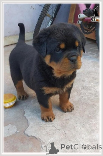 Foto №3. Rottweiler-Welpen zu verkaufen. Niederlande