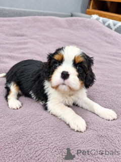 Foto №1. amerikanischer cocker spaniel, english cocker spaniel, english springer spaniel, welsh springer spaniel, irish water spaniel, perro de agua español, mastín español, cavalier king charles spaniel, cavalier king charles spaniel, clumber spaniel, russian spaniel, tibet-spaniel - zum Verkauf in der Stadt Vilnius | 1000€ | Ankündigung № 176031