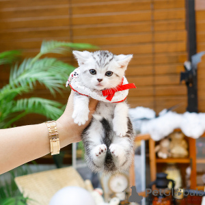 Foto №1. munchkin - zum Verkauf in der Stadt Paris | 350€ | Ankündigung № 164490