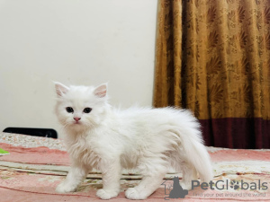 Foto №3. Persesch Kittelen. Luxemburg