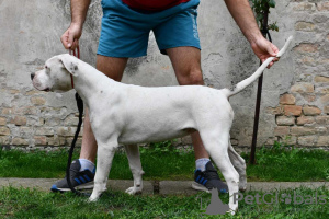 Foto №4. Ich werde verkaufen american bulldog in der Stadt Kovin. quotient 	ankündigung - preis - verhandelt