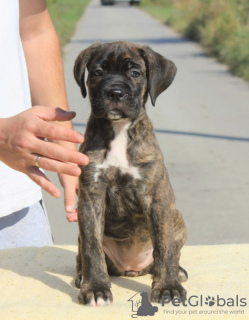 Foto №1. cane corso italiano - zum Verkauf in der Stadt Vršac | verhandelt | Ankündigung № 71633