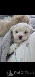 Foto №2 zu Ankündigung № 164587 zu verkaufen maltipu - einkaufen USA quotient 	ankündigung