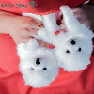 Foto №2 zu Ankündigung № 92455 zu verkaufen pommersche spitz - einkaufen Polen quotient 	ankündigung