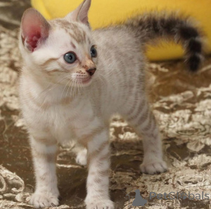 Foto №1. bengal katzenrasse - zum Verkauf in der Stadt Stockholm | 750€ | Ankündigung № 153192