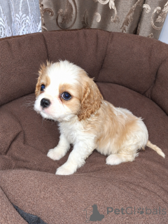 Foto №3. Cavalier King Charles Spaniel Welpen.. Estland