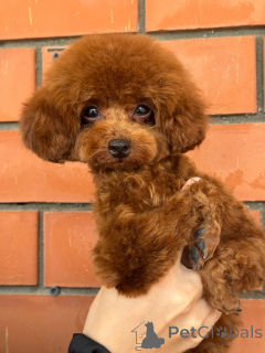 Foto №4. Ich werde verkaufen pudel (zwerg) in der Stadt Krasnodar.  - preis - 3018€