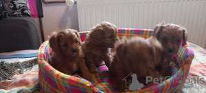 Foto №3. Cavapoo Pappy F1 Generation. Serbien