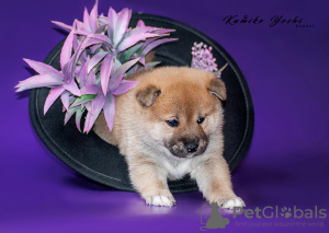 Zusätzliche Fotos: Shiba-inu-Welpe aus Monobreed-Zwinger zu verkaufen