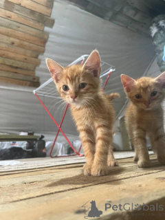 Foto №1.  - zum Verkauf in der Stadt Minsk | Frei | Ankündigung № 148880