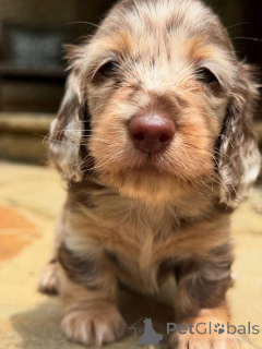 Foto №4. Ich werde verkaufen dackel in der Stadt Aarau. züchter - preis - 750€