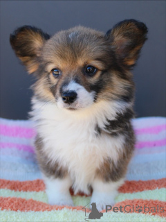 Foto №2 zu Ankündigung № 159376 zu verkaufen welsh corgi - einkaufen Deutschland züchter