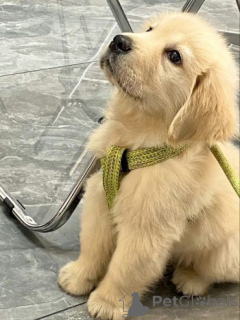 Foto №1. labrador retriever - zum Verkauf in der Stadt GEFREES | 580€ | Ankündigung № 175100