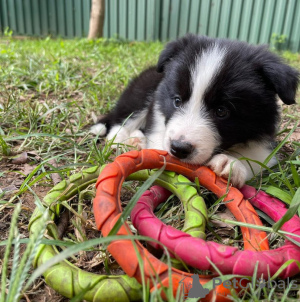 Foto №2 zu Ankündigung № 47505 zu verkaufen border collie - einkaufen Österreich quotient 	ankündigung