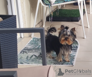 Foto №2 zu Ankündigung № 75949 zu verkaufen yorkshire terrier - einkaufen Deutschland züchter