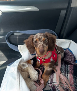 Foto №4. Ich werde verkaufen dackel in der Stadt Berlin. quotient 	ankündigung, aus dem tierheim - preis - 550€