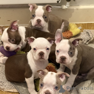 Foto №1. boston terrier - zum Verkauf in der Stadt Silkeborg | verhandelt | Ankündigung № 169940