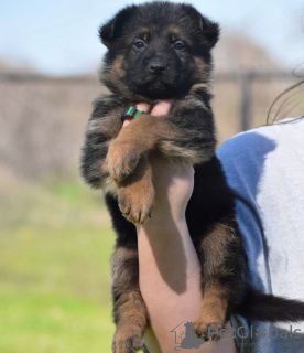 Zusätzliche Fotos: Entzückende deutsche Schäferhund-Welpen stehen zur Adoption zur Verfügung