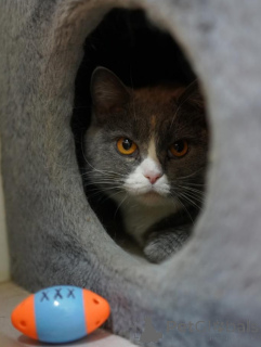 Foto №2 zu Ankündigung № 155967 zu verkaufen schottische faltohrkatze - einkaufen Russische Föderation quotient 	ankündigung