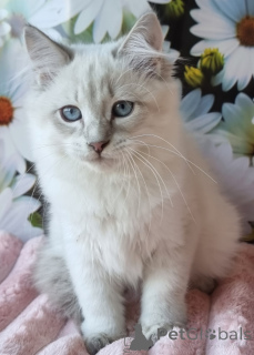 Foto №2 zu Ankündigung № 154384 zu verkaufen neva maskerade - einkaufen Ukraine quotient 	ankündigung, vom kindergarten, züchter