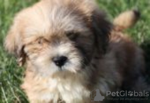 Foto №2 zu Ankündigung № 126953 zu verkaufen lhasa apso - einkaufen Deutschland quotient 	ankündigung