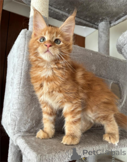 Foto №1. maine-coon-katze - zum Verkauf in der Stadt Achaern | 350€ | Ankündigung № 151542