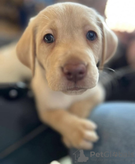 Foto №3. Labrador Retriever. Deutschland