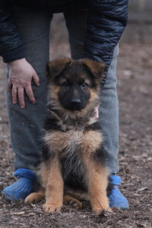 Foto №4. Ich werde verkaufen deutscher schäferhund in der Stadt Krasnojarsk. züchter - preis - 370€