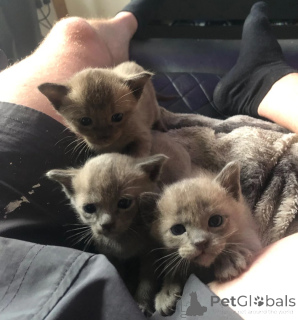 Foto №1. burma-katze - zum Verkauf in der Stadt Münchberg | 350€ | Ankündigung № 178444