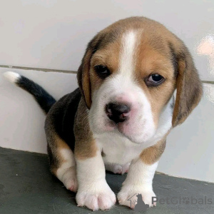 Foto №1. beagle - zum Verkauf in der Stadt Helsinki | 400€ | Ankündigung № 107790