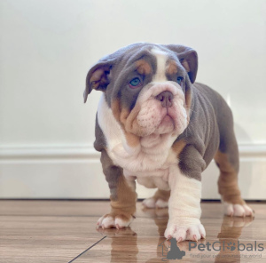 Foto №2 zu Ankündigung № 112246 zu verkaufen englische bulldogge - einkaufen Österreich quotient 	ankündigung