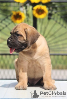 Foto №1. cane corso italiano - zum Verkauf in der Stadt Vršac | Frei | Ankündigung № 108836