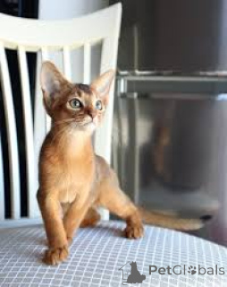 Foto №2 zu Ankündigung № 172749 zu verkaufen abessinierkatze - einkaufen Polen quotient 	ankündigung, züchter