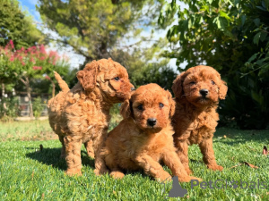 Foto №1. pudel (zwerg) - zum Verkauf in der Stadt Amsterdam | verhandelt | Ankündigung № 160835