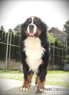 Foto №1. berner sennenhund - zum Verkauf in der Stadt Belgrad | verhandelt | Ankündigung № 114243