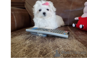Foto №3. Süße maltesische Welpen zur kostenlosen Adoption.. USA