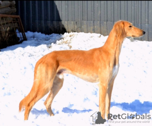 Zusätzliche Fotos: Saluki-Welpen, Hündinnen und Rüden