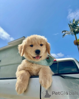 Foto №3. Lernen Sie Cooper kennen, den Sonnenschein im Pelz! Loyal, klug und immer. Niederlande