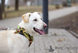 Foto №3. White Beauty Eve sucht ein Haus!. Russische Föderation