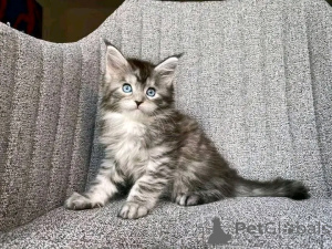 Foto №2 zu Ankündigung № 138099 zu verkaufen maine-coon-katze - einkaufen Deutschland 