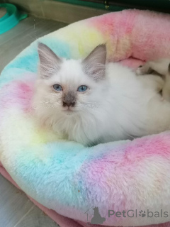 Foto №1. birma-katze - zum Verkauf in der Stadt Basse | Frei | Ankündigung № 161901