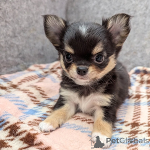 Foto №2 zu Ankündigung № 164045 zu verkaufen chihuahua - einkaufen Finnland quotient 	ankündigung, aus dem tierheim