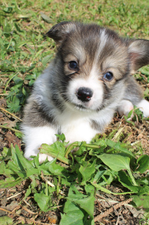 Foto №2 zu Ankündigung № 2944 zu verkaufen welsh corgi - einkaufen Russische Föderation züchter