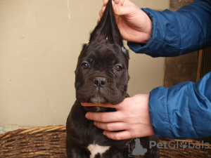 Zusätzliche Fotos: Cane Corso Welpen zu verkaufen