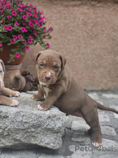 Foto №2 zu Ankündigung № 140709 zu verkaufen american bully - einkaufen Serbien züchter