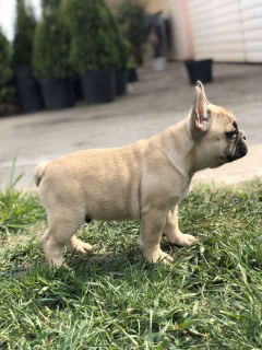 Foto №2 zu Ankündigung № 6440 zu verkaufen französische bulldogge - einkaufen Ukraine quotient 	ankündigung