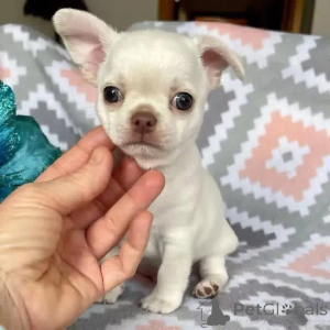 Foto №2 zu Ankündigung № 164724 zu verkaufen  - einkaufen Kanada 