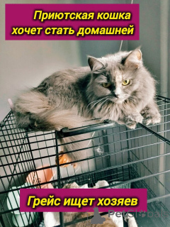 Foto №2 zu Ankündigung № 153453 zu verkaufen  - einkaufen Russische Föderation quotient 	ankündigung